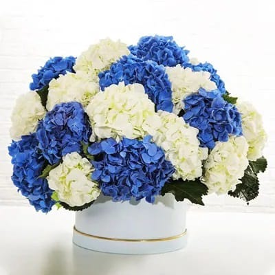 Blue & White Hydrangea Box — Flowchow flower delivery UAE