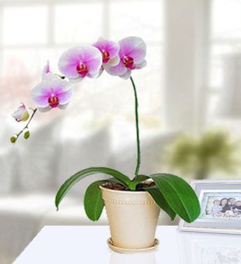 Blush Phalaenopsis Orchid — Flowchow flower delivery UAE